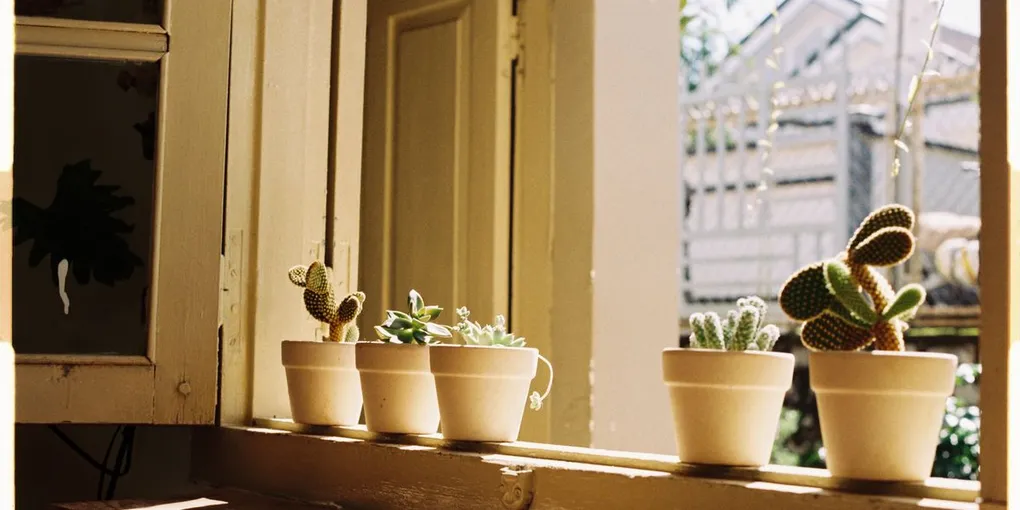 The Best Houseplants for South-Facing Windows