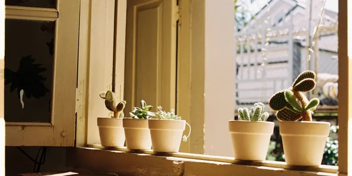 The Best Houseplants for South-Facing Windows