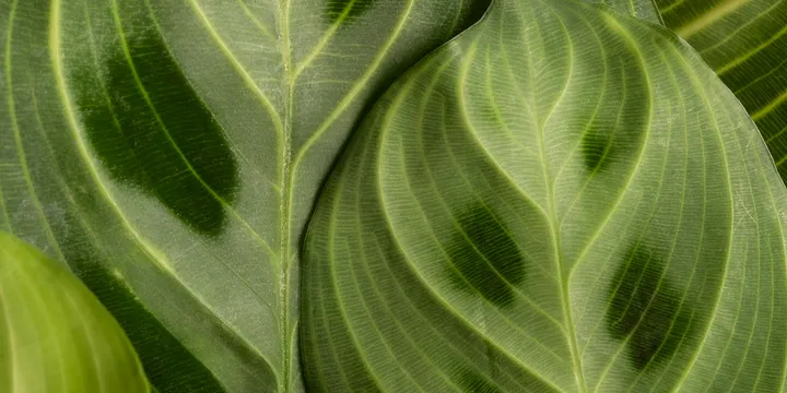 How to Get Rid of Spider Mites on Houseplants