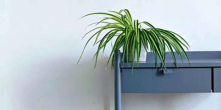How to Care for a Spider Plant