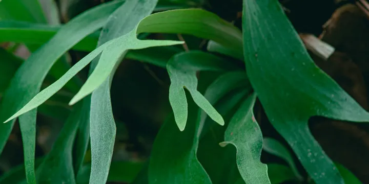 How to Care for a Staghorn Fern