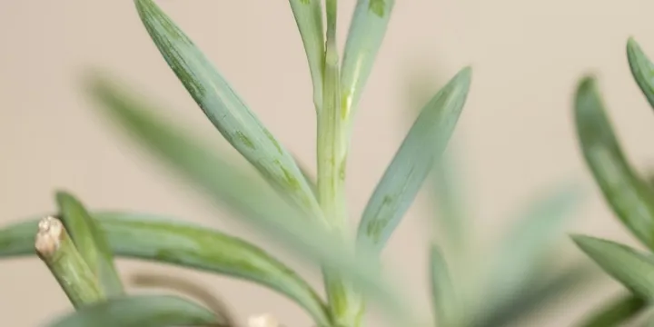 How to Care for String of Bananas