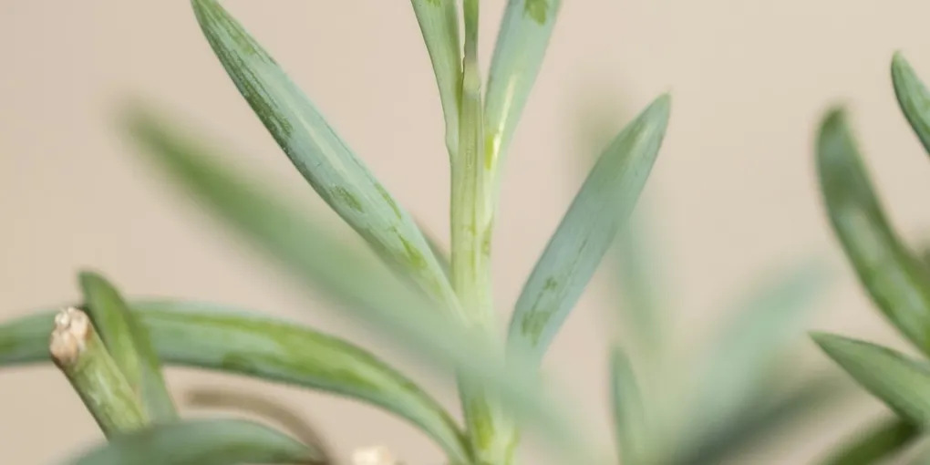 How to Care for String of Bananas