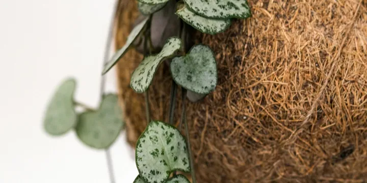 How to Care for a String of Hearts