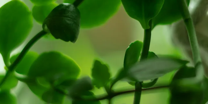 How to Care for a String of Nickels