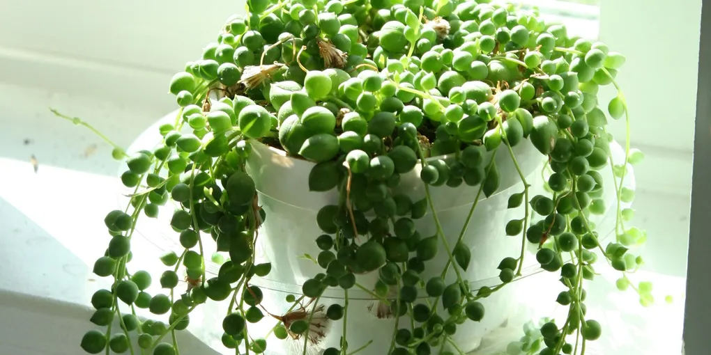 How to Care for a String of Pearls