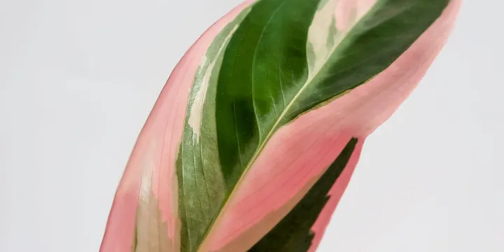 How to Care for a Stromanthe Triostar
