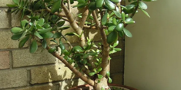 How to Care for Succulents