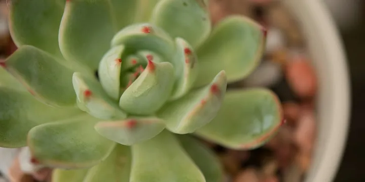 How to Propagate Succulents From Leaves