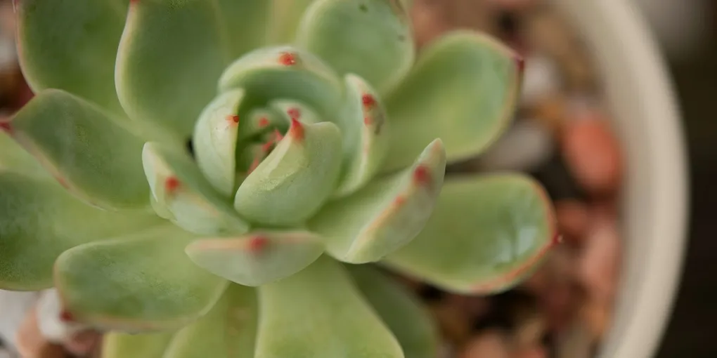 How to Propagate Succulents From Leaves
