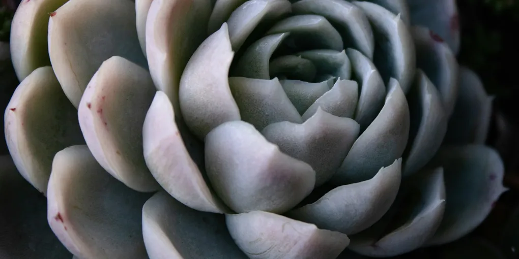 Why Is My Succulent Turning Mushy and Translucent?