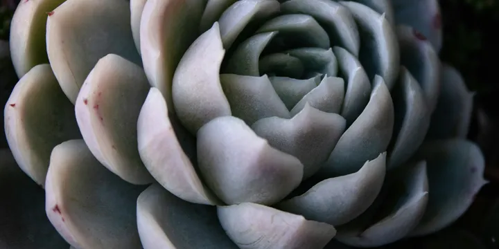 Why Is My Succulent Turning Mushy and Translucent?