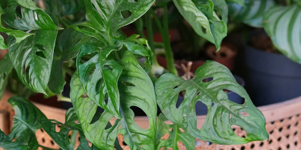 How to Care for a Monstera Siltepecana
