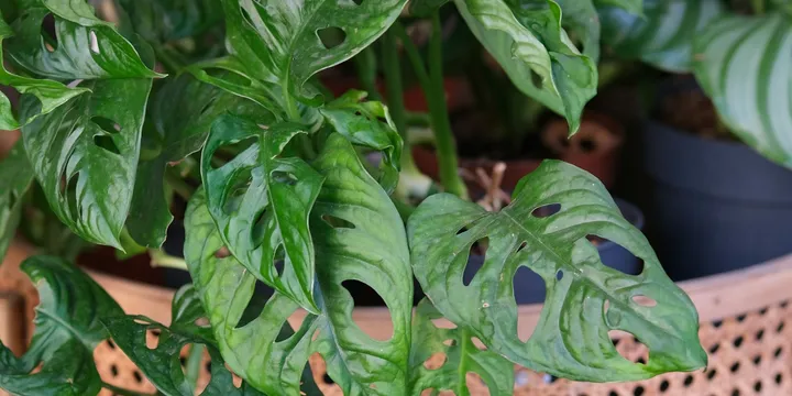 How to Care for a Swiss Cheese Plant (Monstera Adansonii)