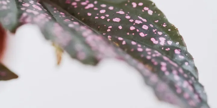 How to Care for a Syngonium (Arrowhead Plant)