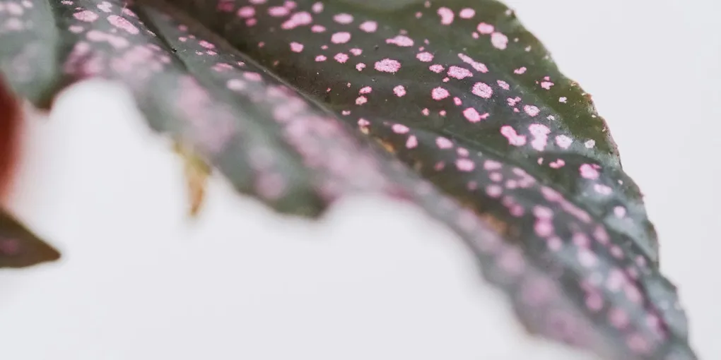 How to Care for a Syngonium (Arrowhead Plant)