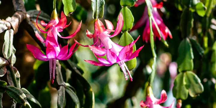 How to Care for a Thanksgiving Cactus