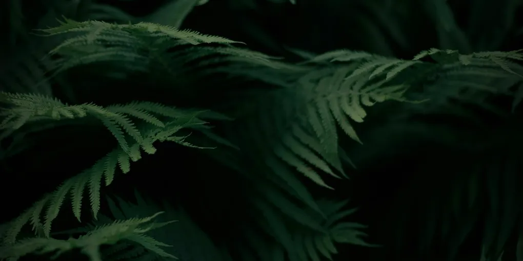 How to Get Rid of Thrips on Houseplants