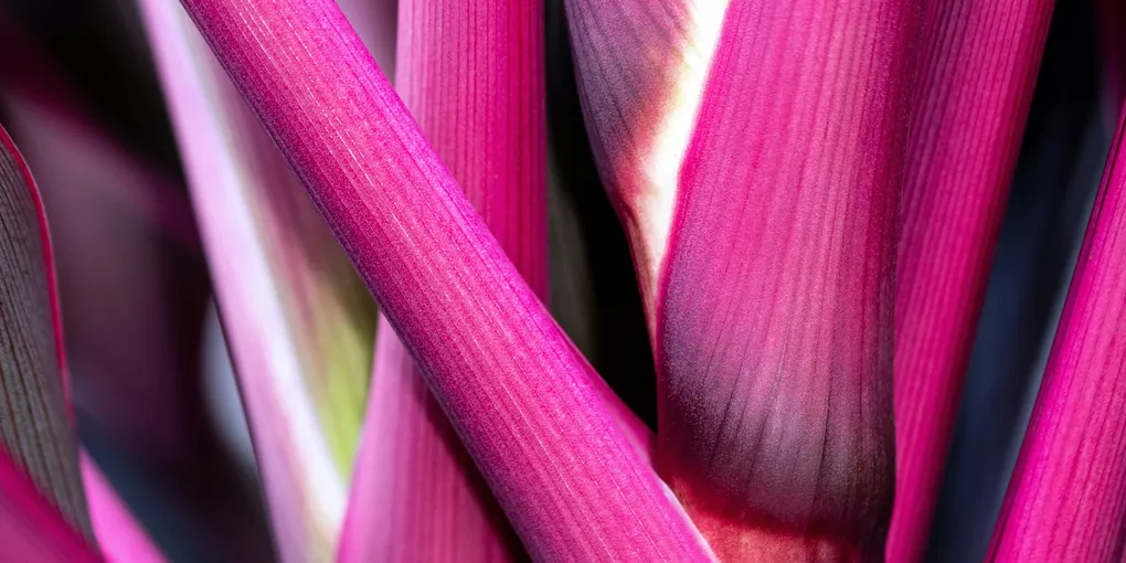 How to Care for a Ti Plant (Hawaiian Ti, Cordyline fruticosa)