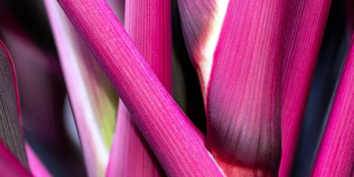 How to Care for a Ti Plant (Hawaiian Ti, Cordyline fruticosa)