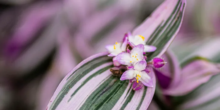 How to Care for a Tradescantia (Wandering Jew)