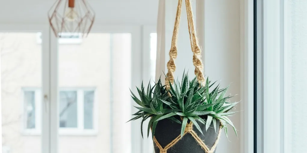 Best Hanging and Trailing Houseplants