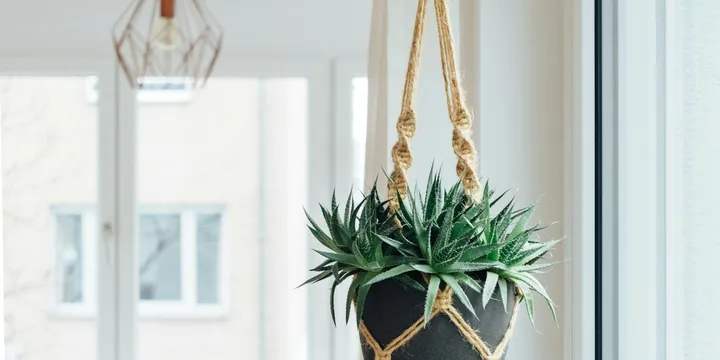 Best Hanging and Trailing Houseplants