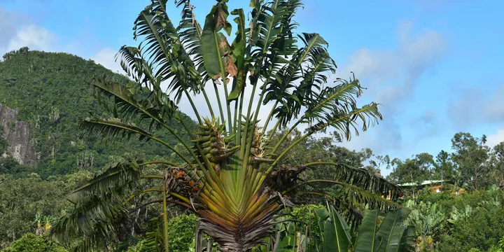 How to Care for a Traveler's Palm