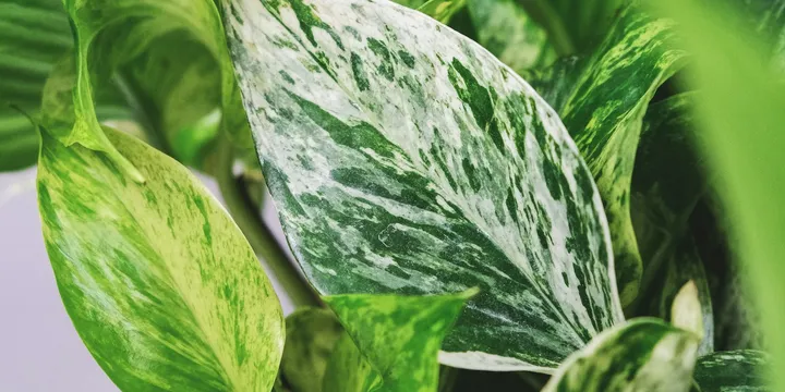 Best Variegated Houseplants to Start Collecting
