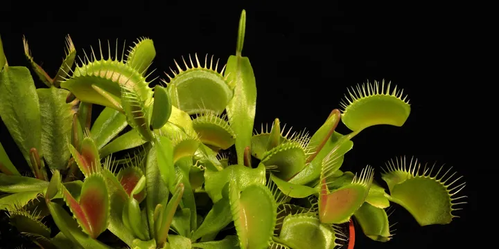 How to Care for a Venus Flytrap