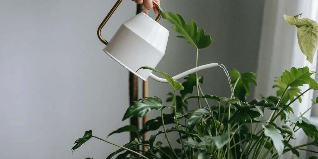 Watering Houseplants the Right Way