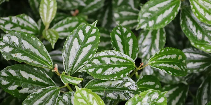How to Care for a Watermelon Peperomia