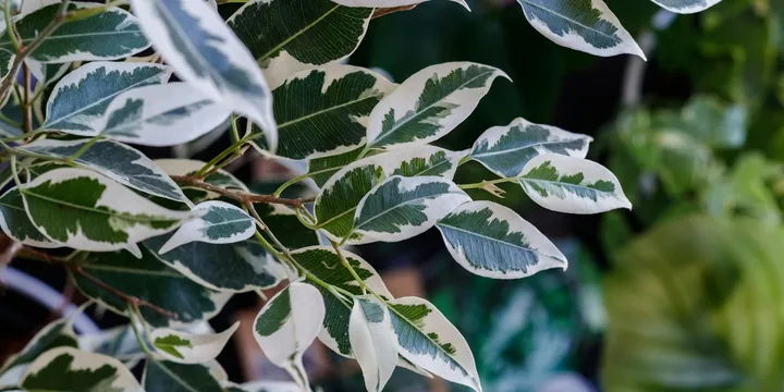 How to Care for a Weeping Fig (Ficus Benjamina)