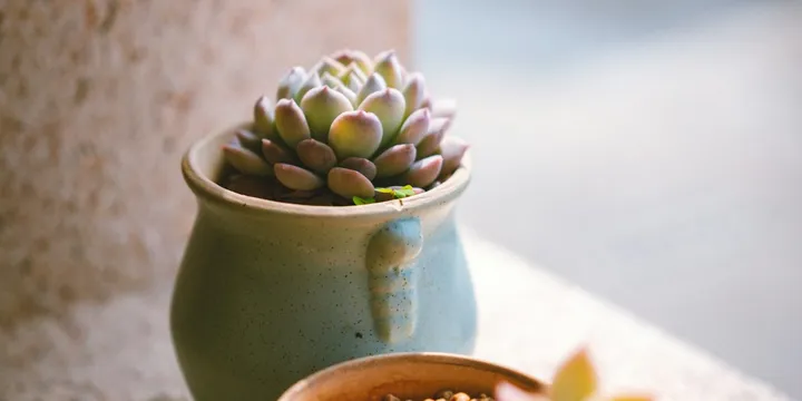 Best Plants for West-Facing Windows
