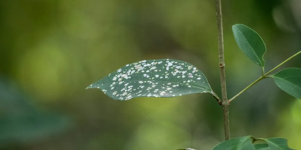 How to Get Rid of Whiteflies on Houseplants