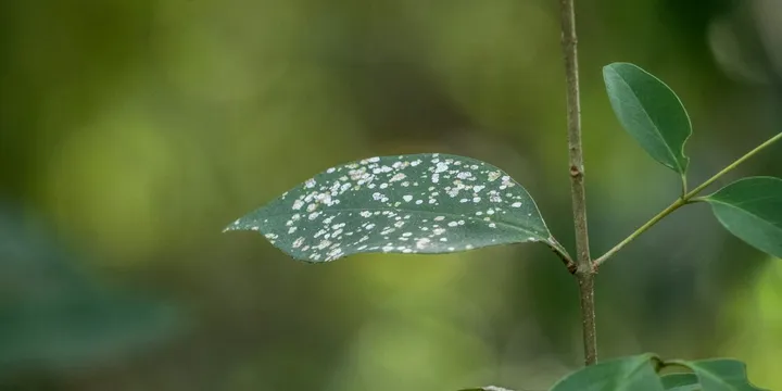 How to Get Rid of Whiteflies on Houseplants
