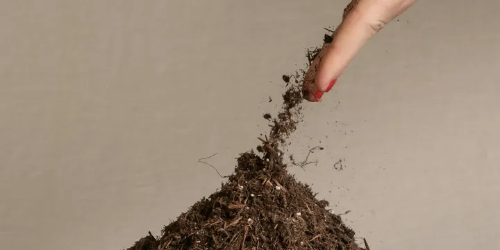 How to Use Worm Castings on Houseplants