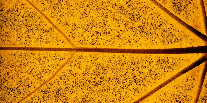 Why Are My Plant's Leaves Turning Yellow?