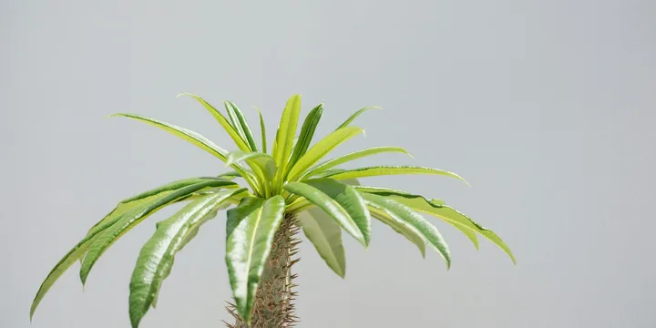 How to Care for a Yucca Cane