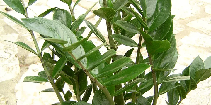 How to Care for a ZZ Plant