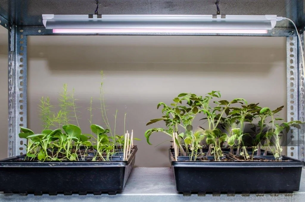 How Close Do Grow Lights Need to Be to Plants