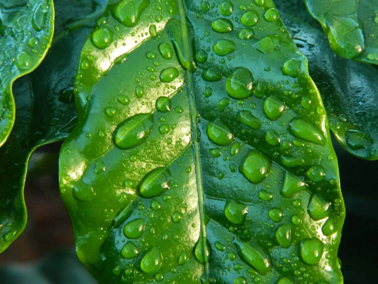 How Long Can You Store Rainwater for Plants