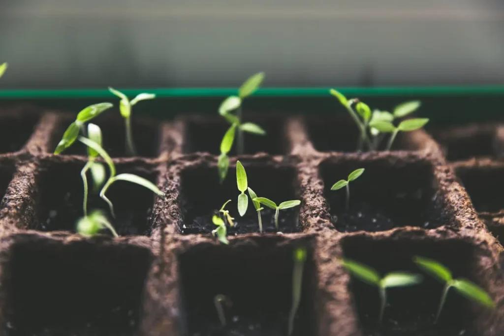 How Many Generations Can You Clone a Plant