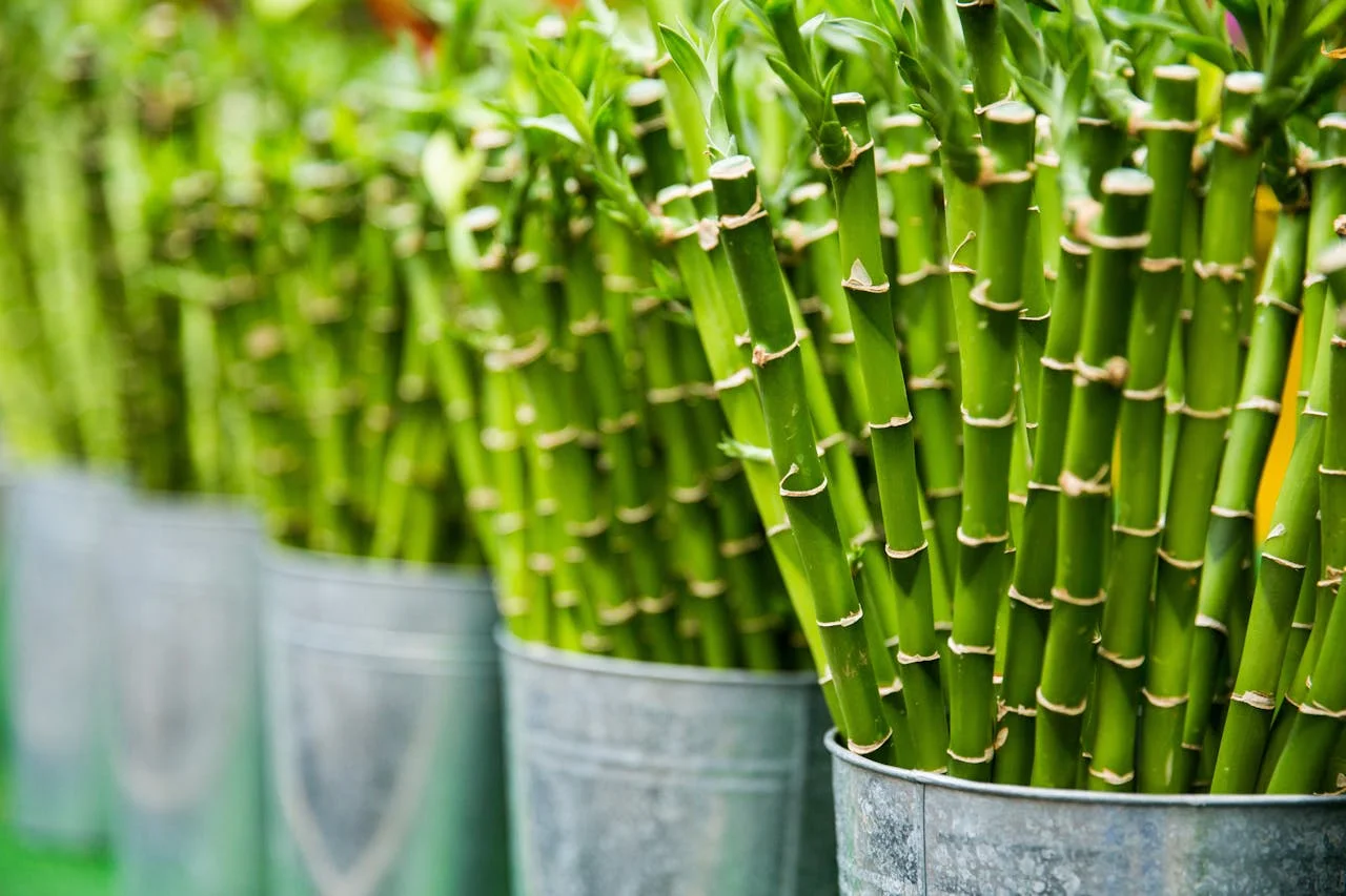 How Much Do Bamboo Plants Cost