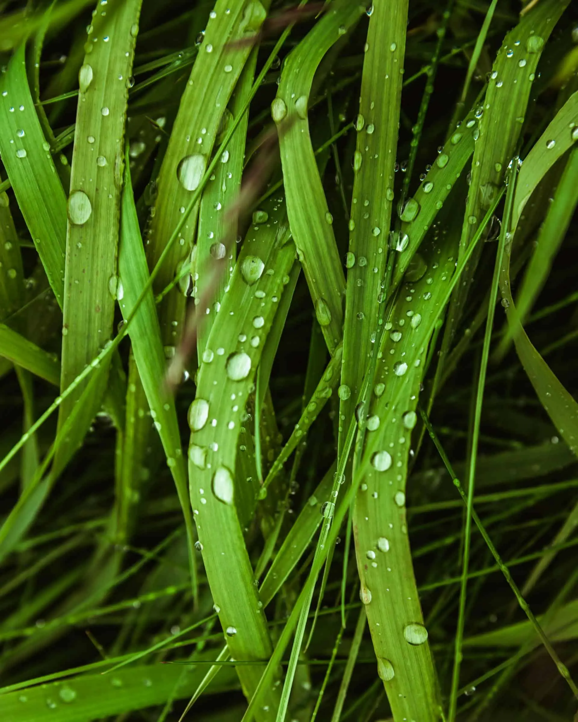 How Much Rain is Too Much After Fertilizing