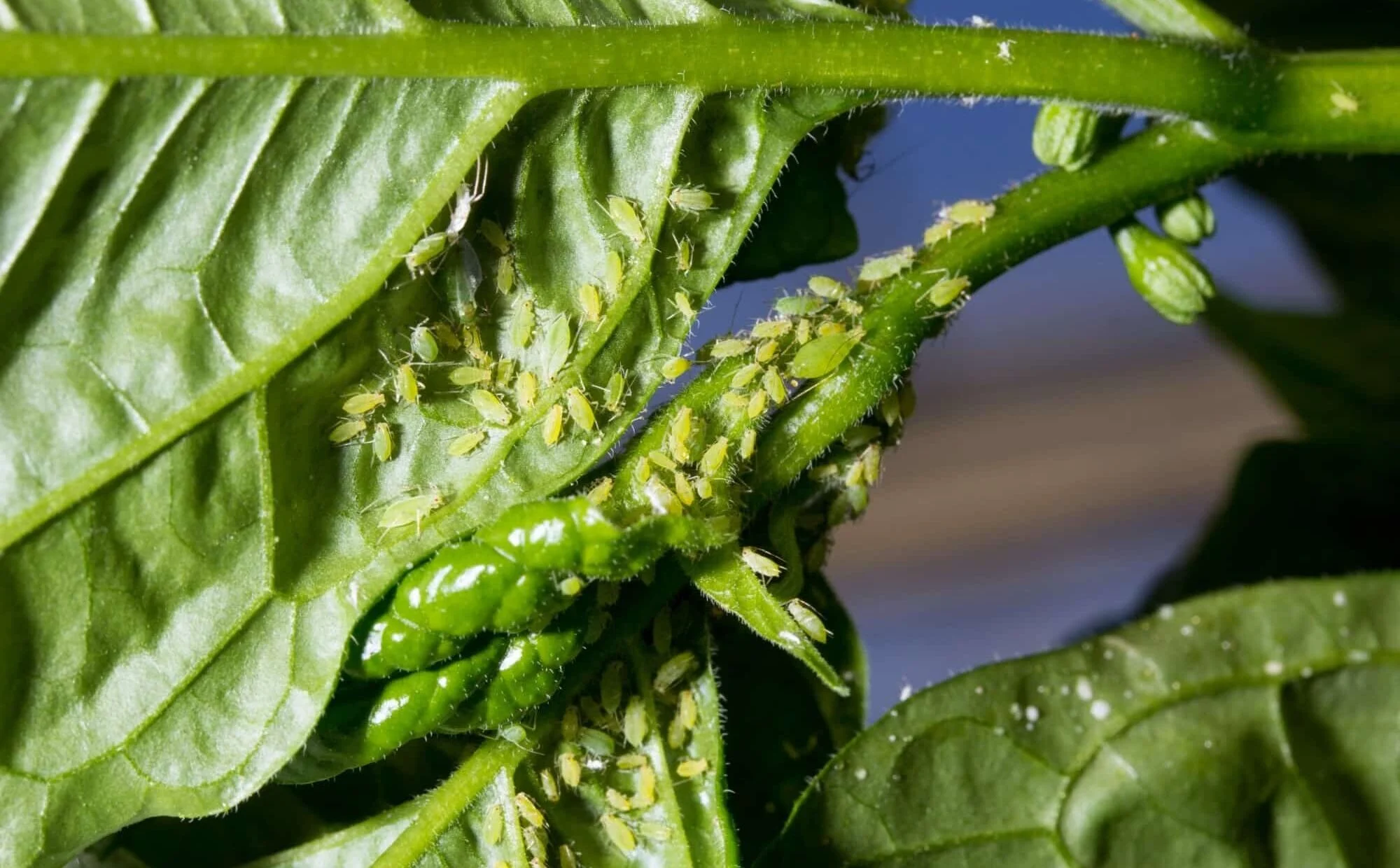 How To Get Rid of Aphids On Chilli Plants