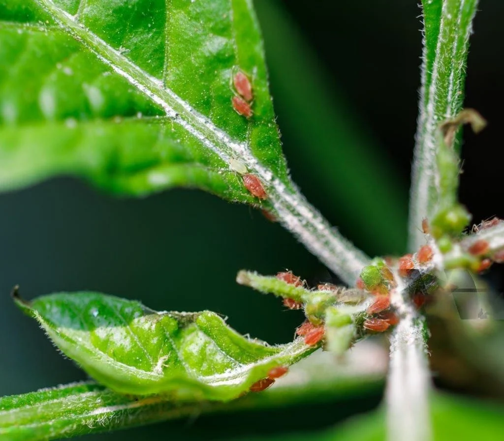 How To Get Rid of Spider Mites On Tomato Plants