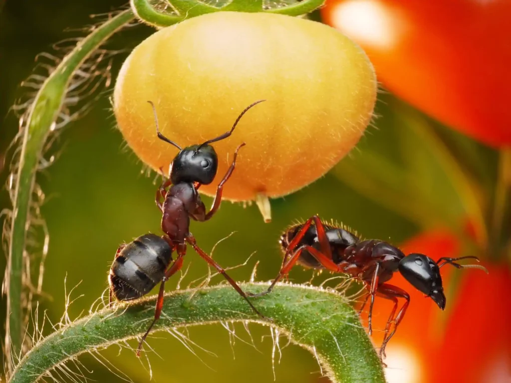 How to Get Rid of Ants on Tomato Plants