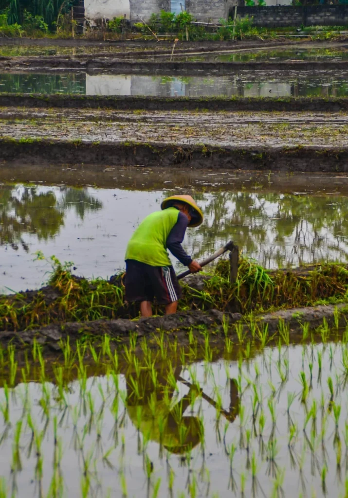 How to Plant Rice for Ducks