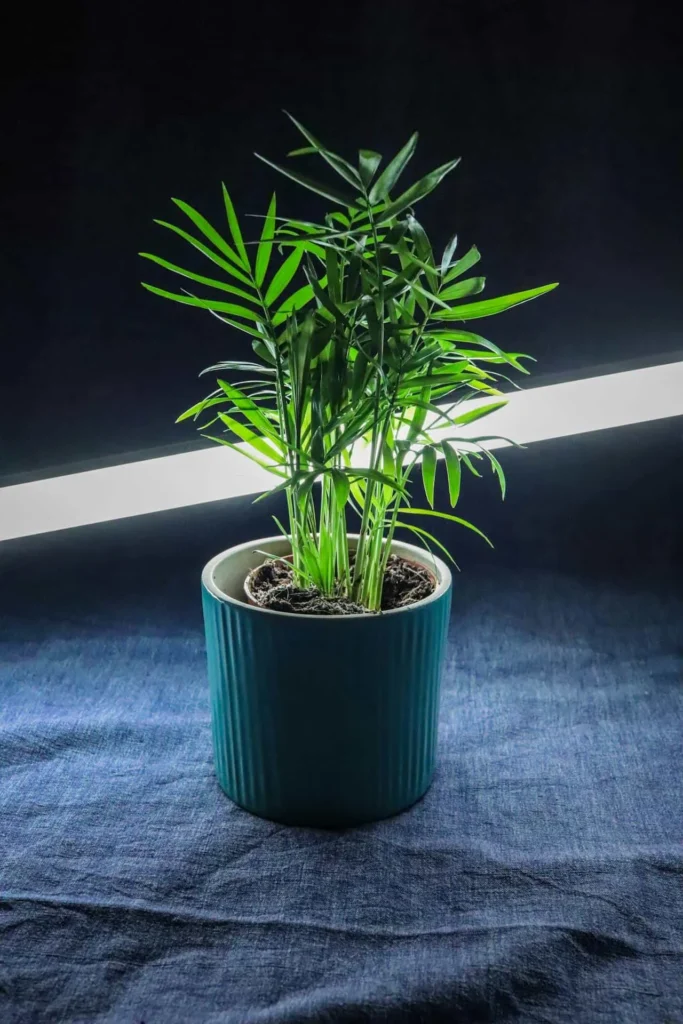 How to Plant a Palm in a Pot